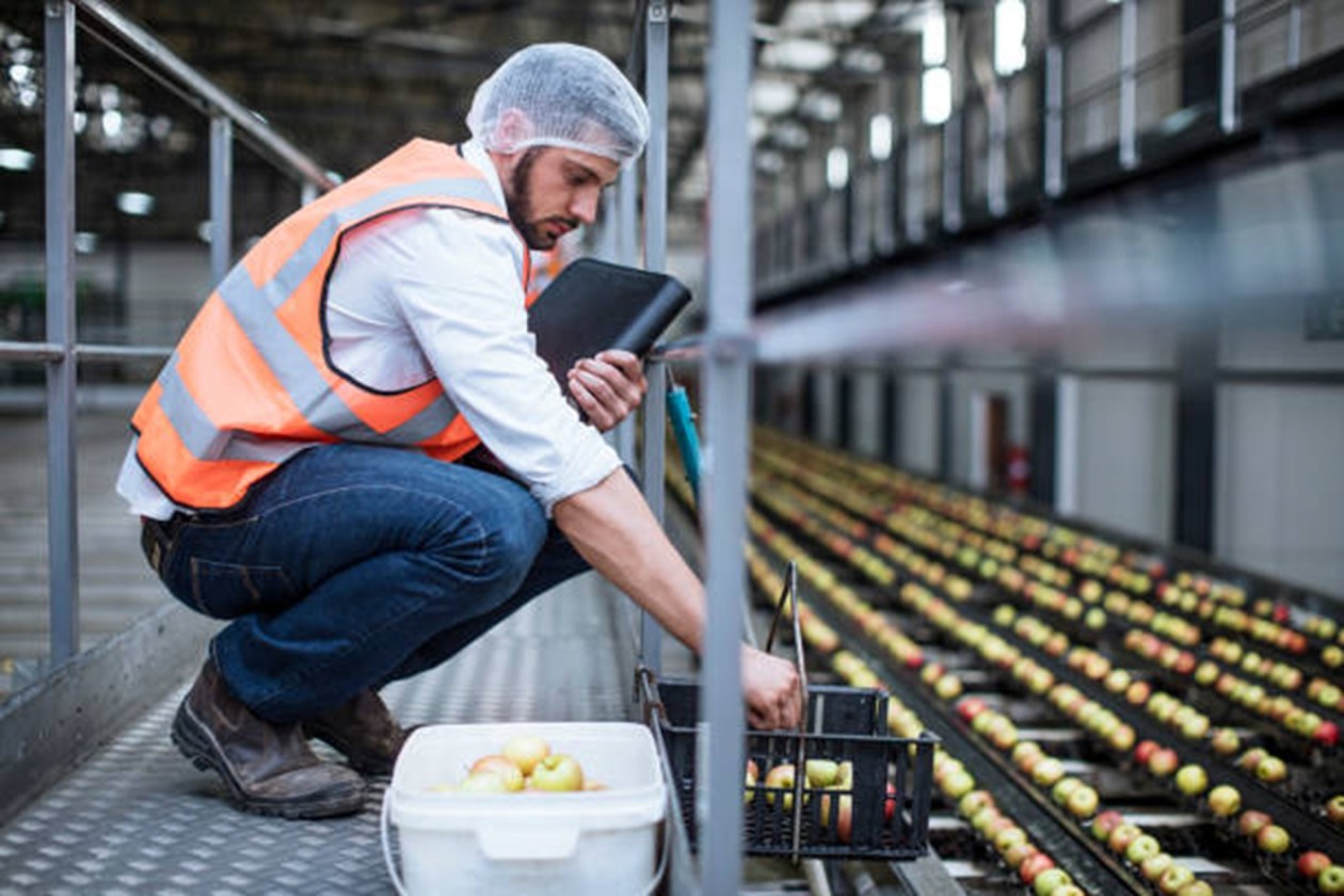 Food safety worker inspecting apples on a conveyer belt in a factory
