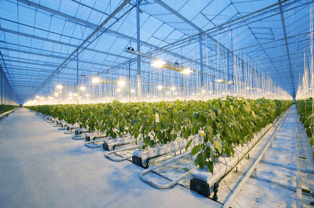 Greenhouse