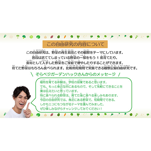 自由研究 (じゆうけんきゅう) ノート (野菜の再生栽培・観察 やさいのさいせいさいばい・かんさつ) 画面スライド-3