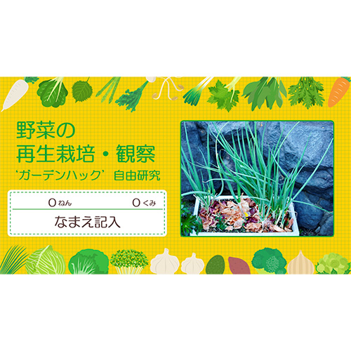 自由研究 (じゆうけんきゅう) ノート (野菜の再生栽培・観察 やさいのさいせいさいばい・かんさつ) 画面スライド-1
